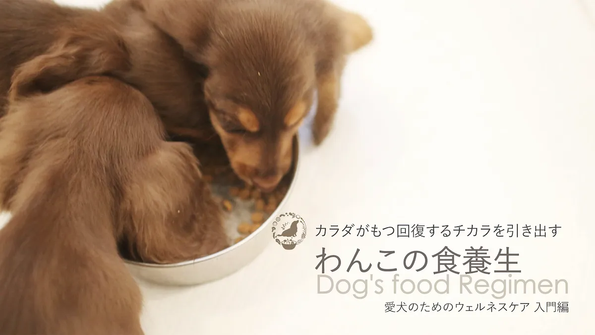6ヶ月からはじめるわんこの食養生