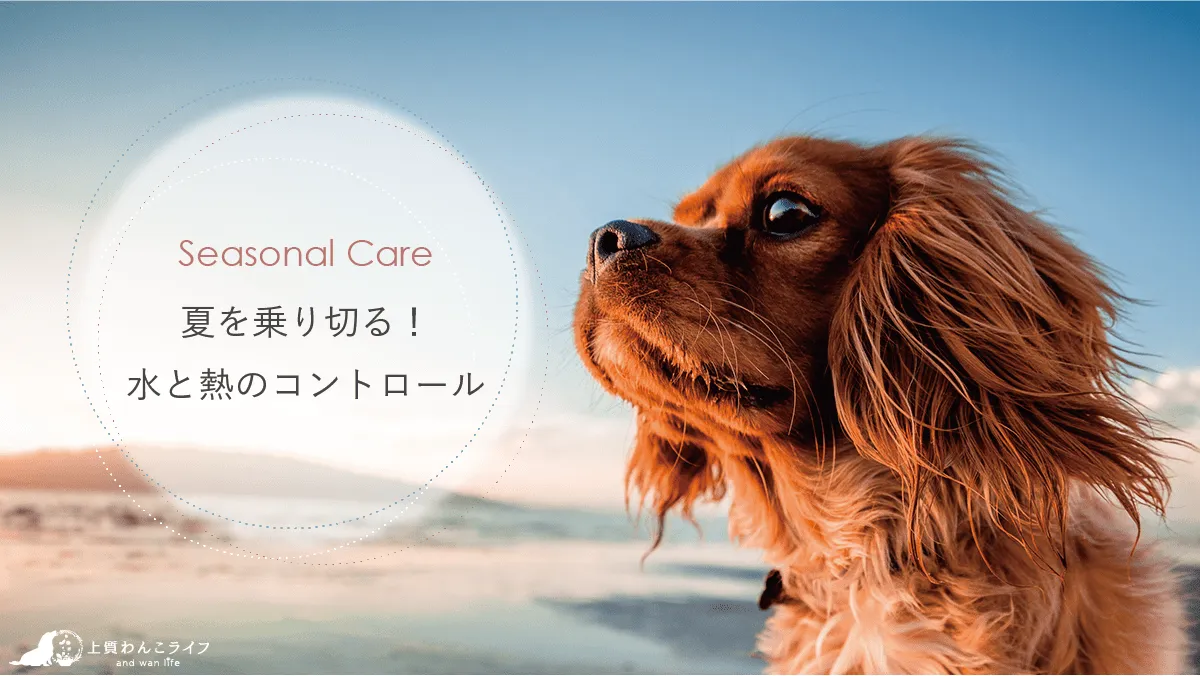 seasonal care：夏を乗り切る！水と熱のコントロール