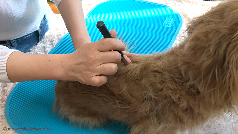 《しっぽ祭 出展者紹介》動物のお医者さん 刺さない鍼